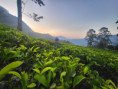 /album/fotogaleria-sri-lanka-maldivy-zajazd-vy-a-my/sri-lanka-zaajzd-30-jpg/
